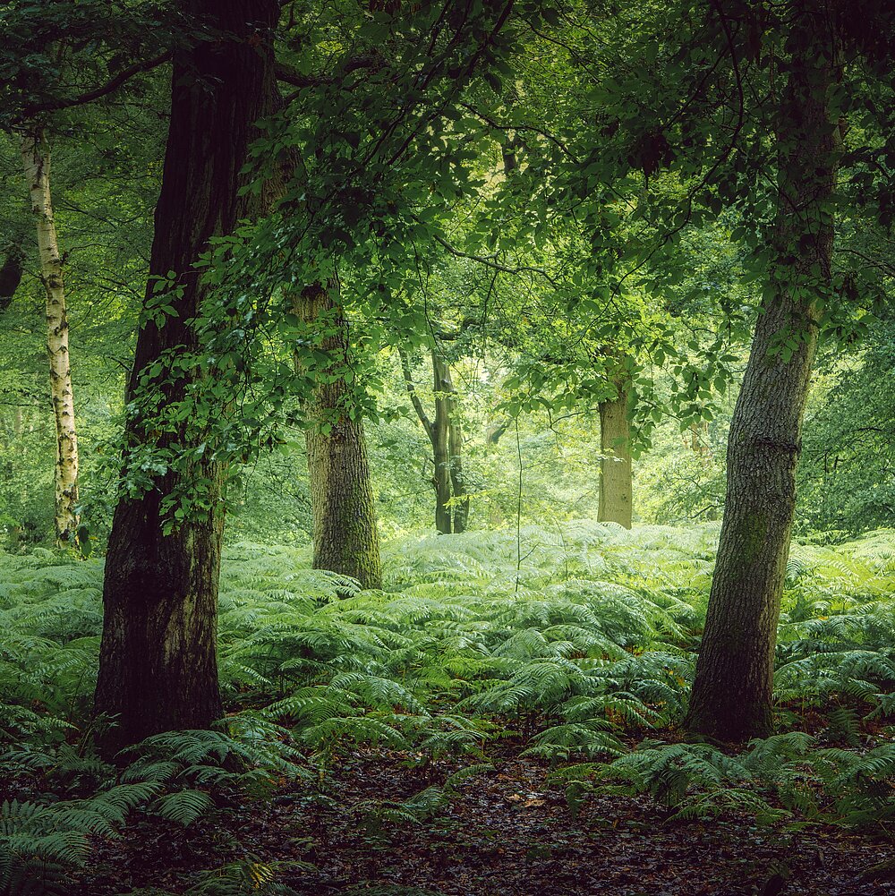 Forest clearing with some trees